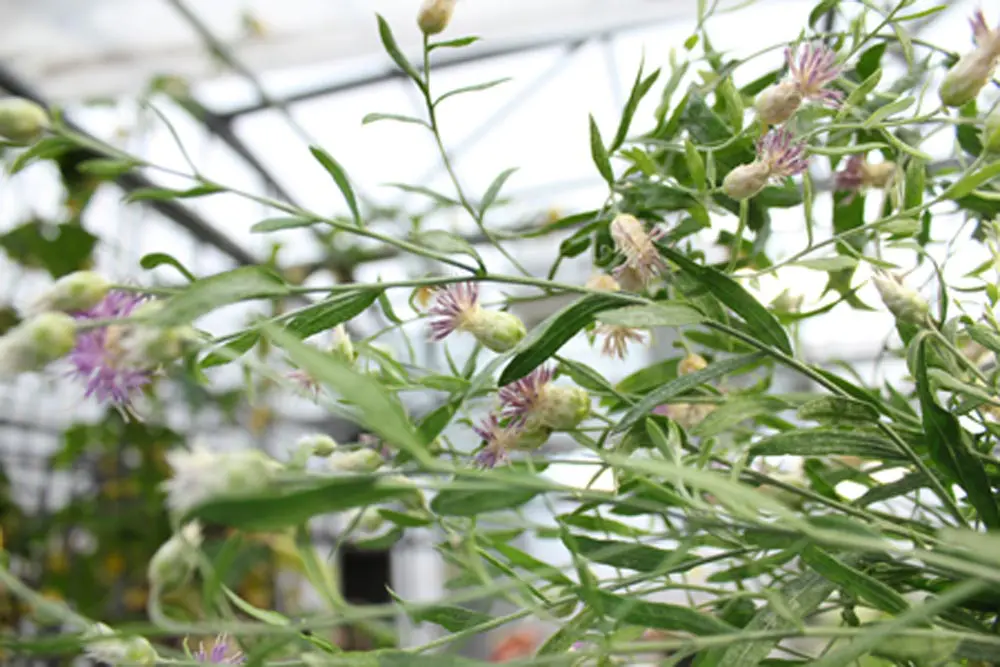 Russian knapweed - Rhaponticum repens
