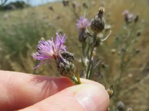 Spotted Knapweed 'Larinus minutus' biocontrol agent for spotted and diffuse knapweeds