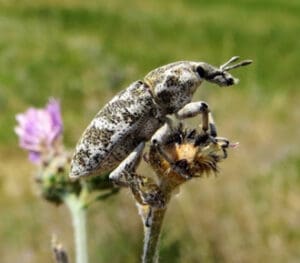 spotted knapweed Cyphocleonus achates