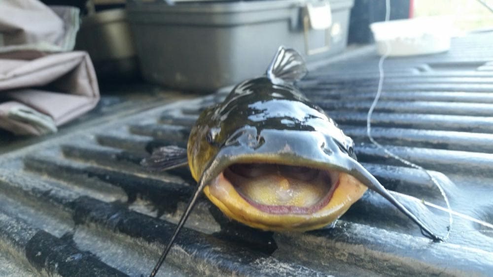 A fish is sitting on the grill grate.