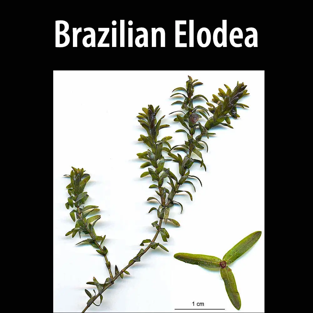 Brazilian Elodea-1