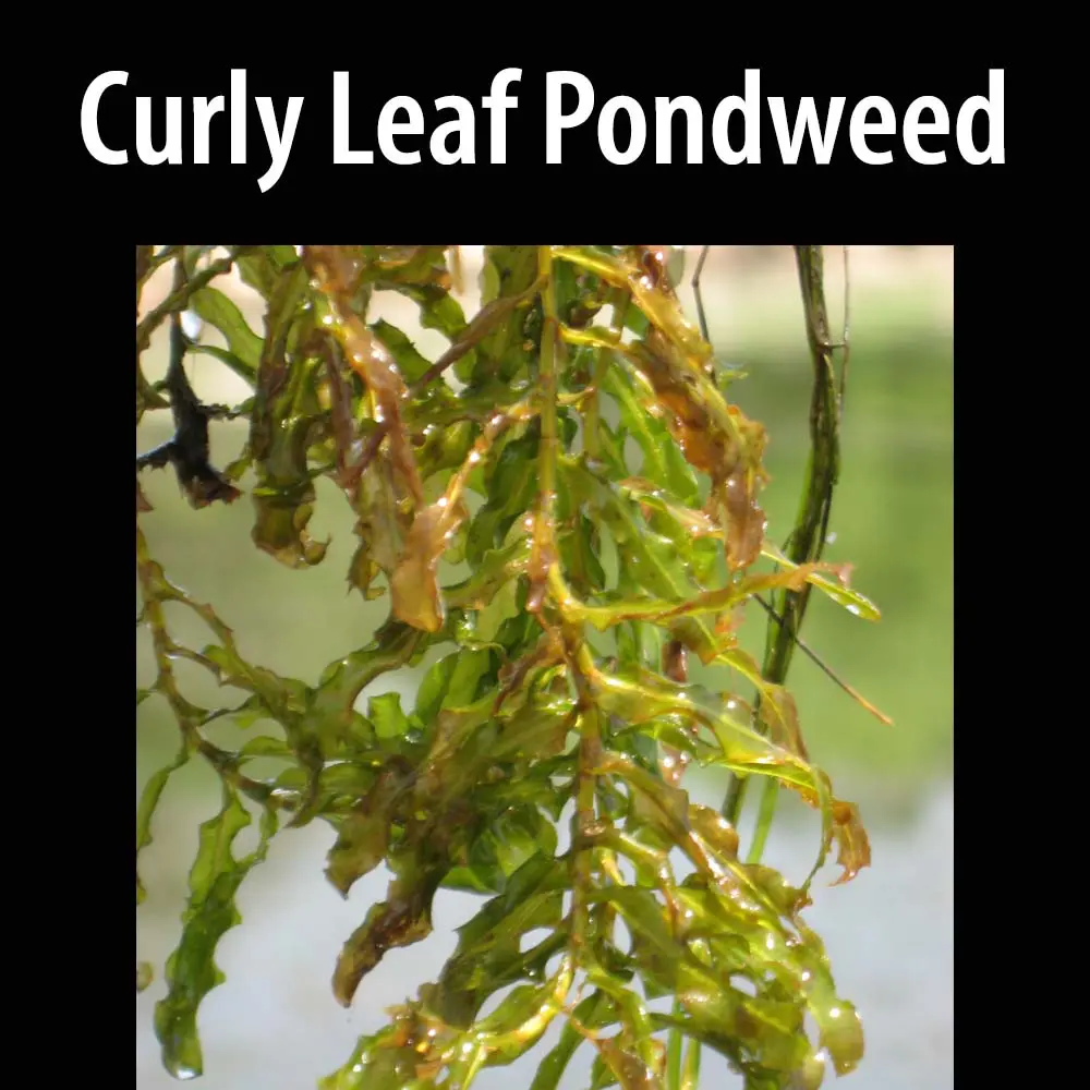 A close up of the curly leaf pondweed