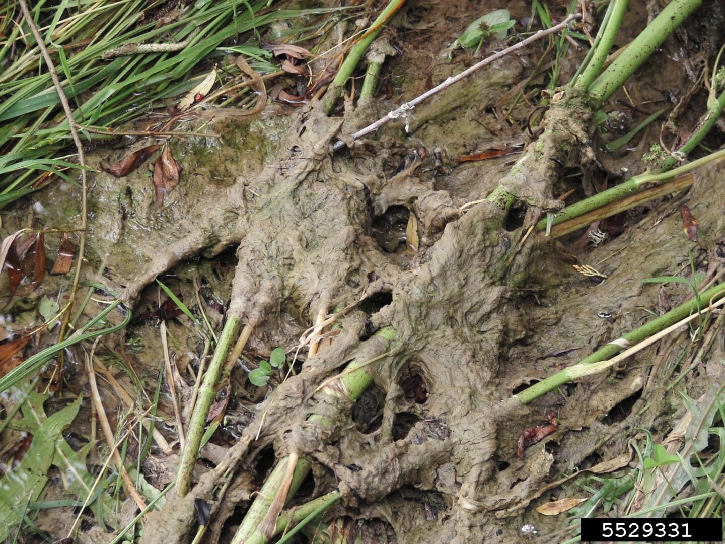 A close up of the roots and stems of plants.