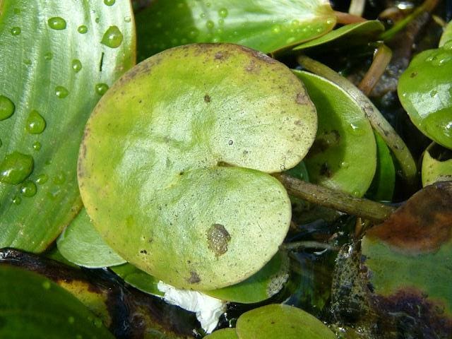 A green plant with water drops on it.
