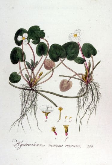 A drawing of plants with flowers and roots.