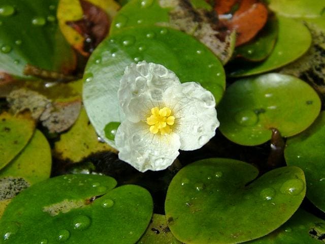 A white flower sitting on top of green leaves.