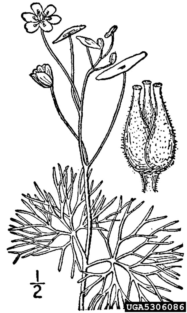 A drawing of a plant with flowers and leaves.
