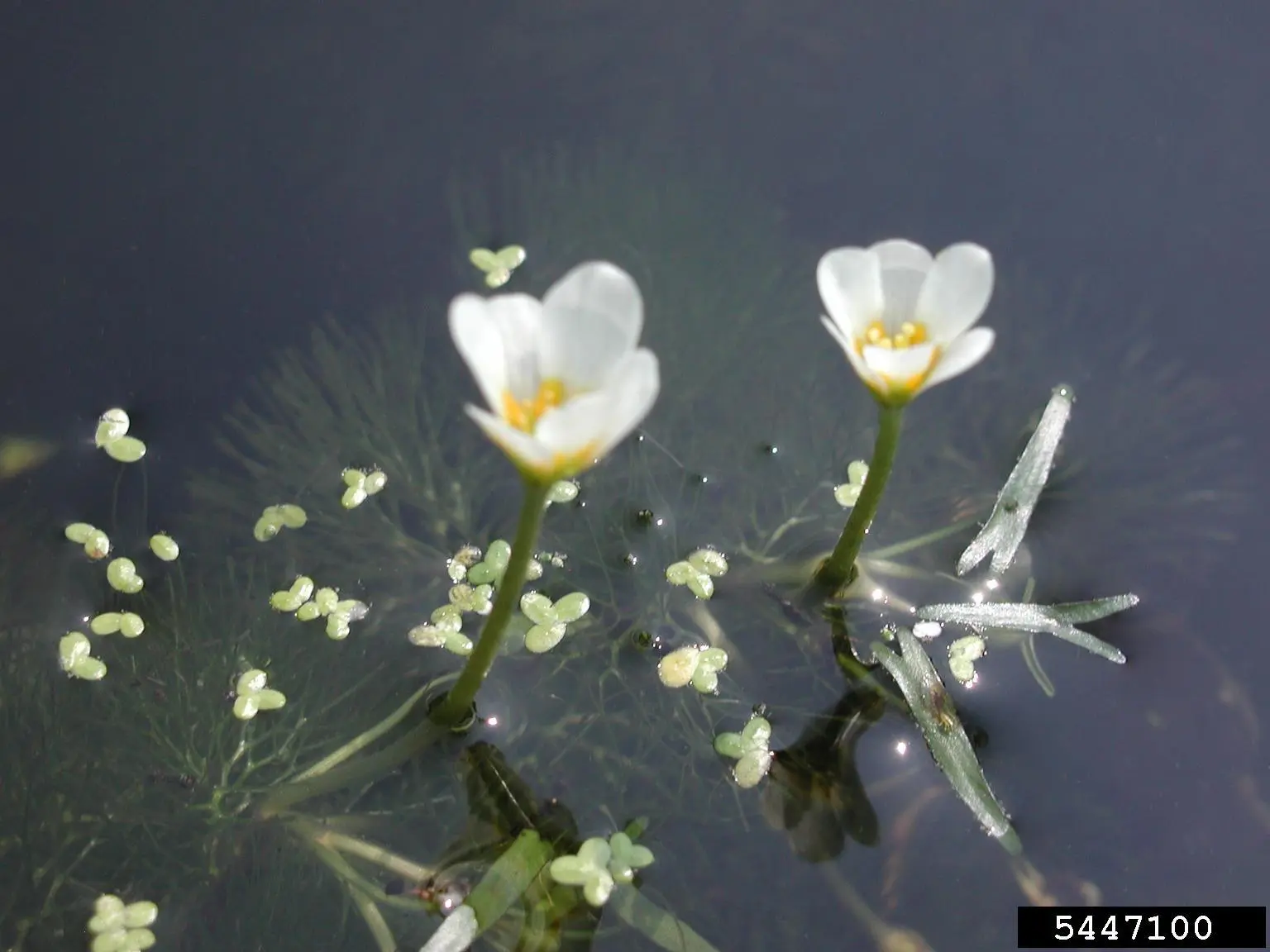 Two white flowers floating on top of a body of water.