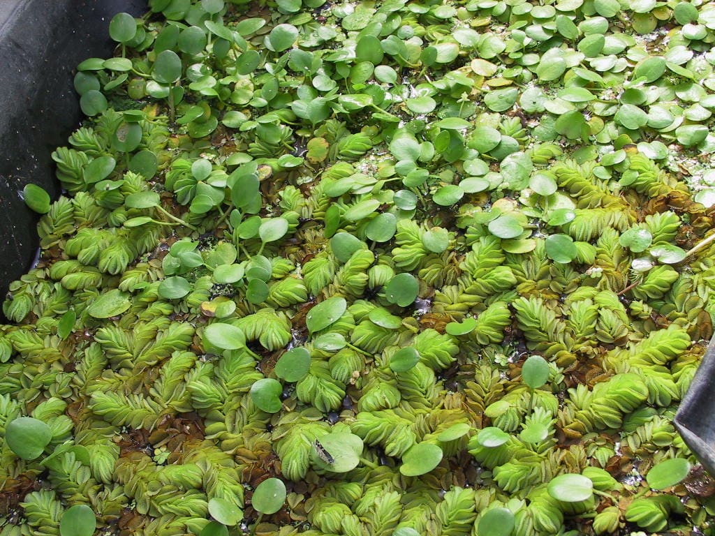 A close up of many green plants on the ground