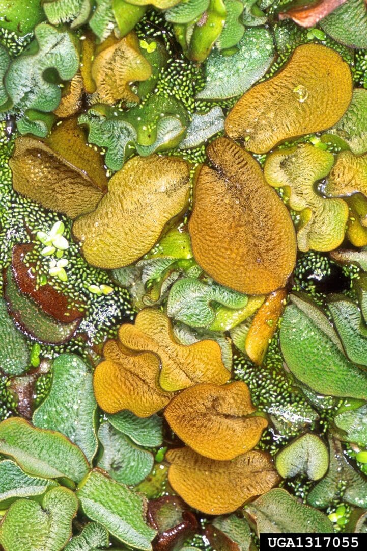A close up of some green and yellow leaves