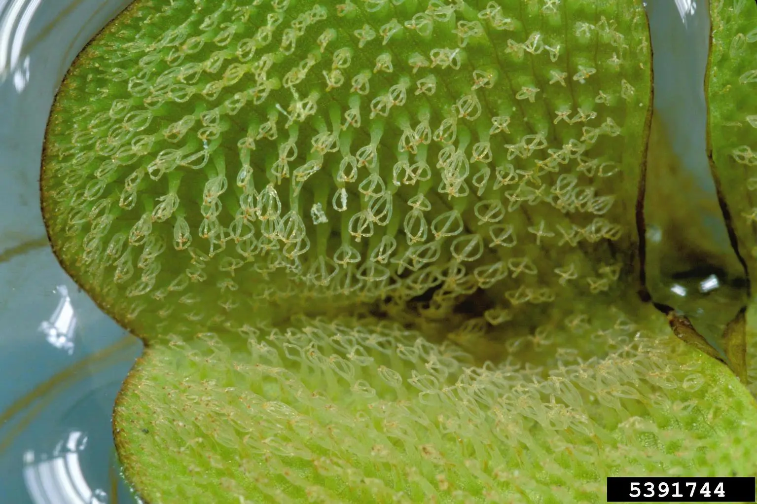 A close up of the top part of an anemone.