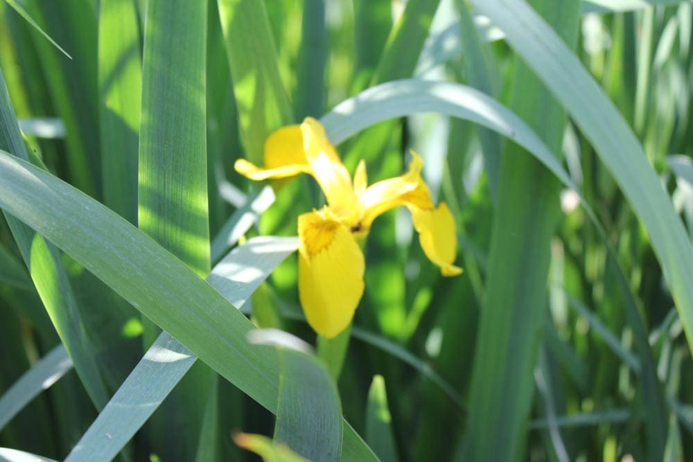 A yellow flower is in the grass