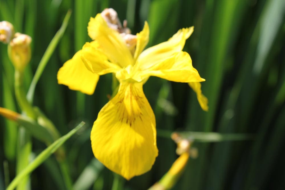 A yellow flower is in the grass.