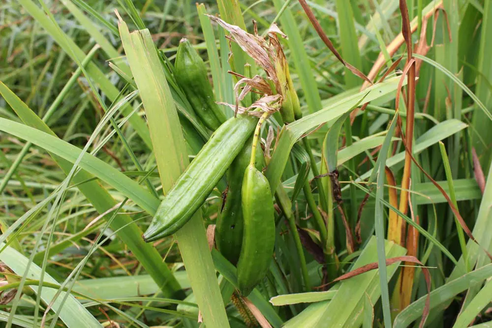 A close up of green beans in the grass.