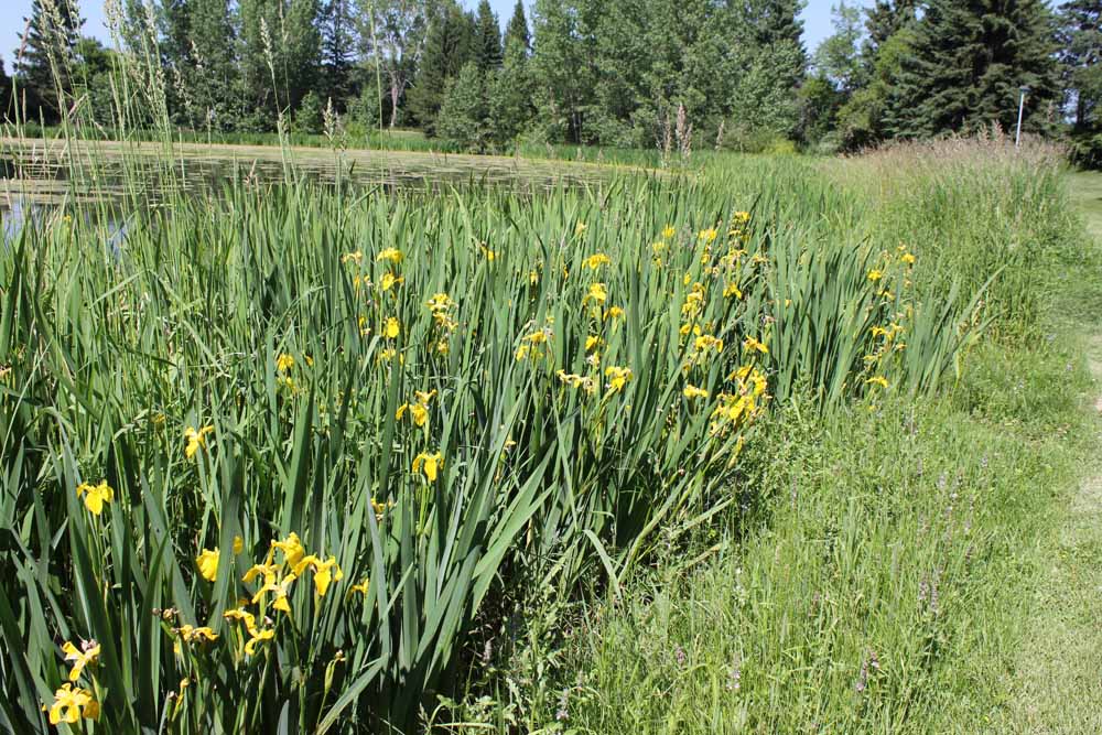 A field of yellow flowers in the middle of a green grass covered area.