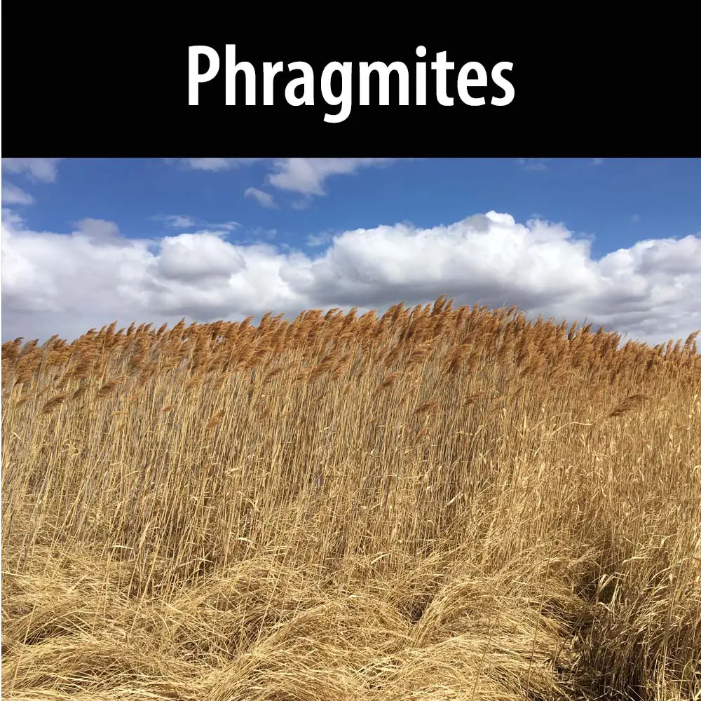 Phragmites