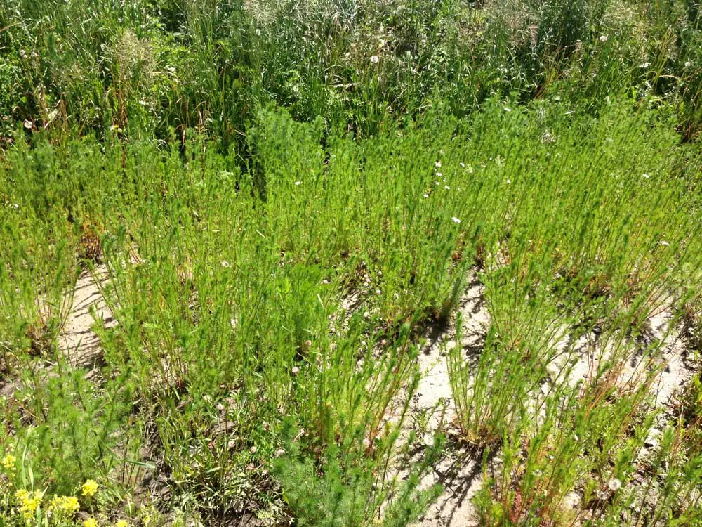 A field of grass and weeds in the middle of a patch.