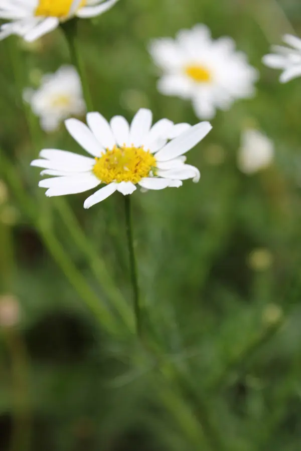 A close up of a flower with other flowers in the background