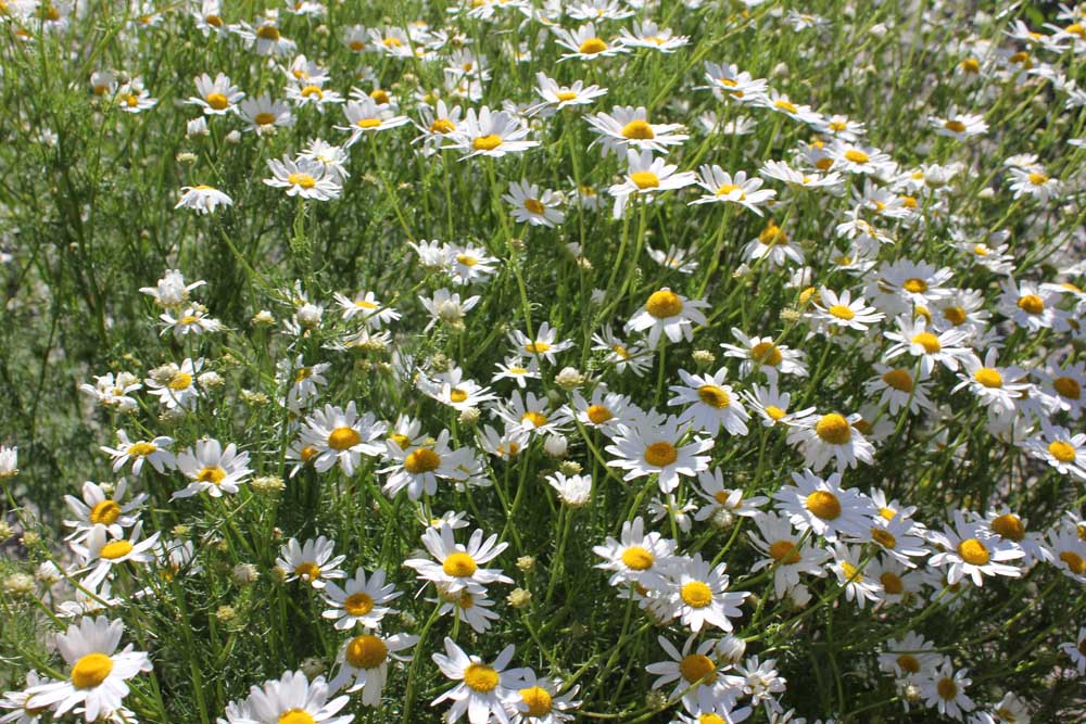 A field of daisies in the grass.