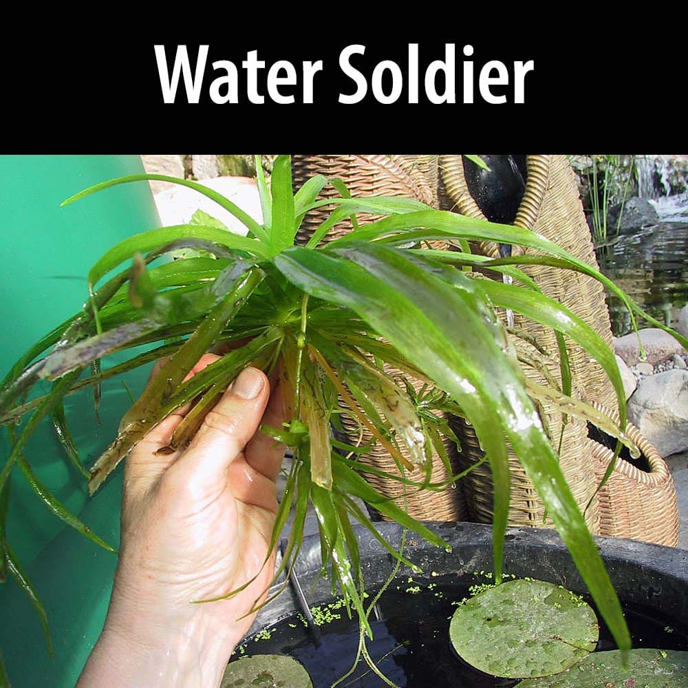 A person holding a plant in front of water.