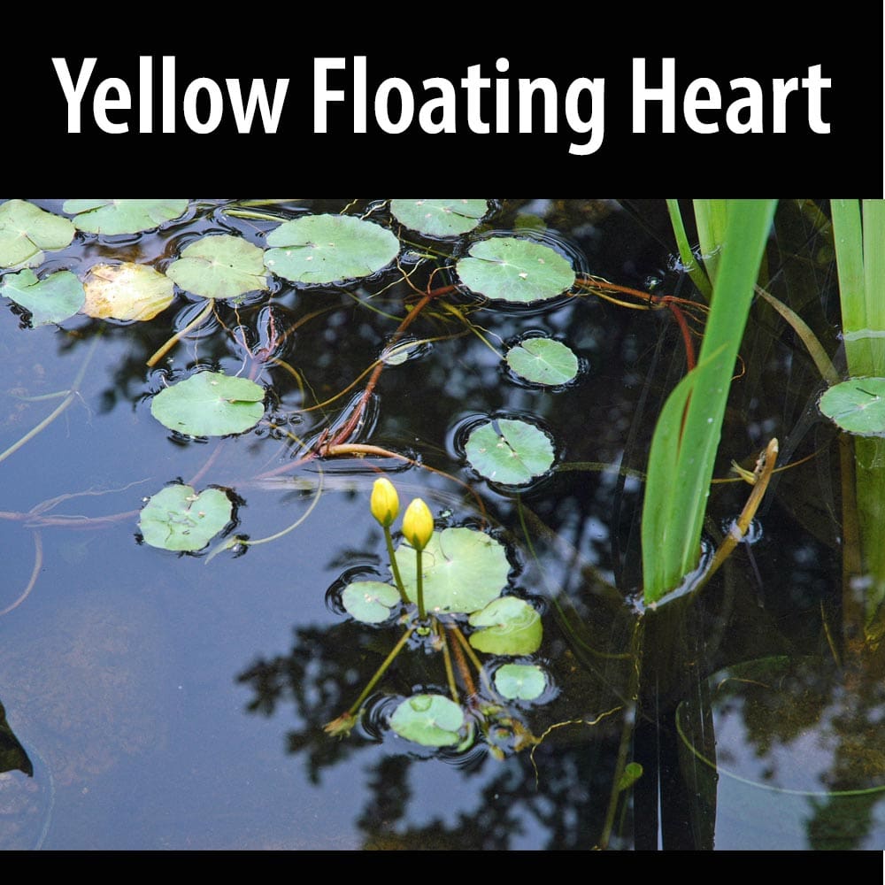 A yellow floating heart in the water.