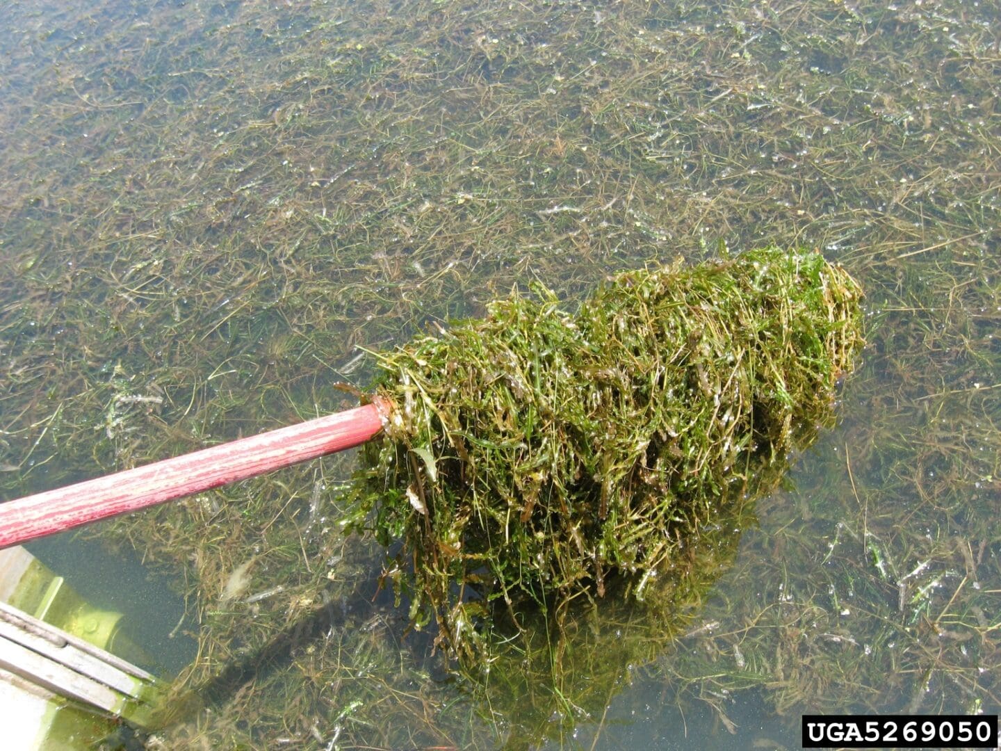 A stick with grass on it in the water.