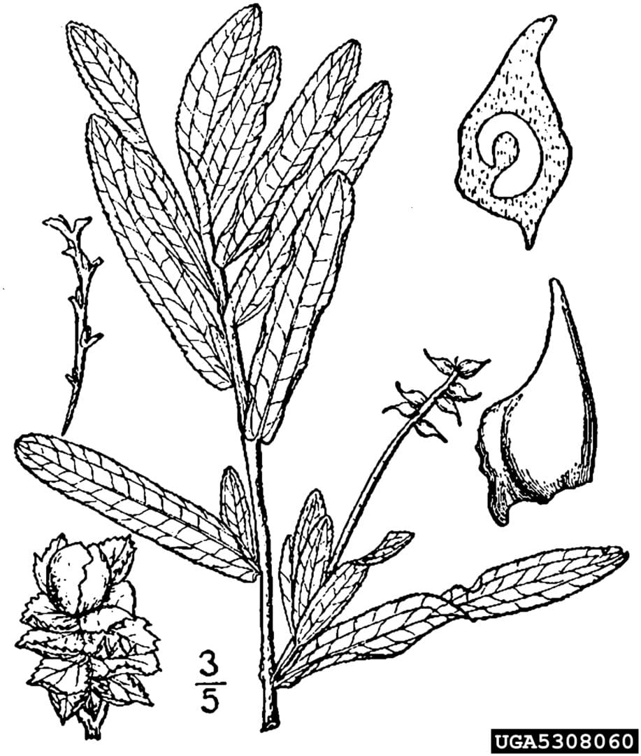 A drawing of a plant with several different plants.