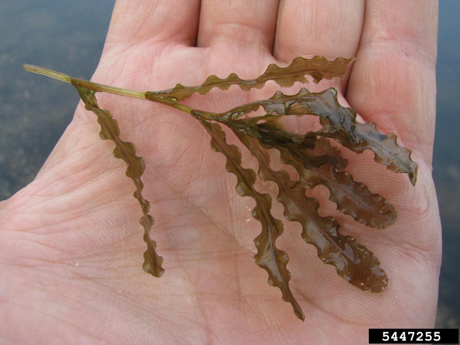 A person holding up their hand with seaweed on it.