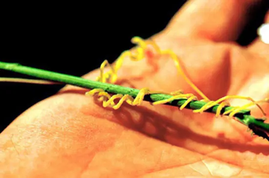 A person holding onto some green and yellow string