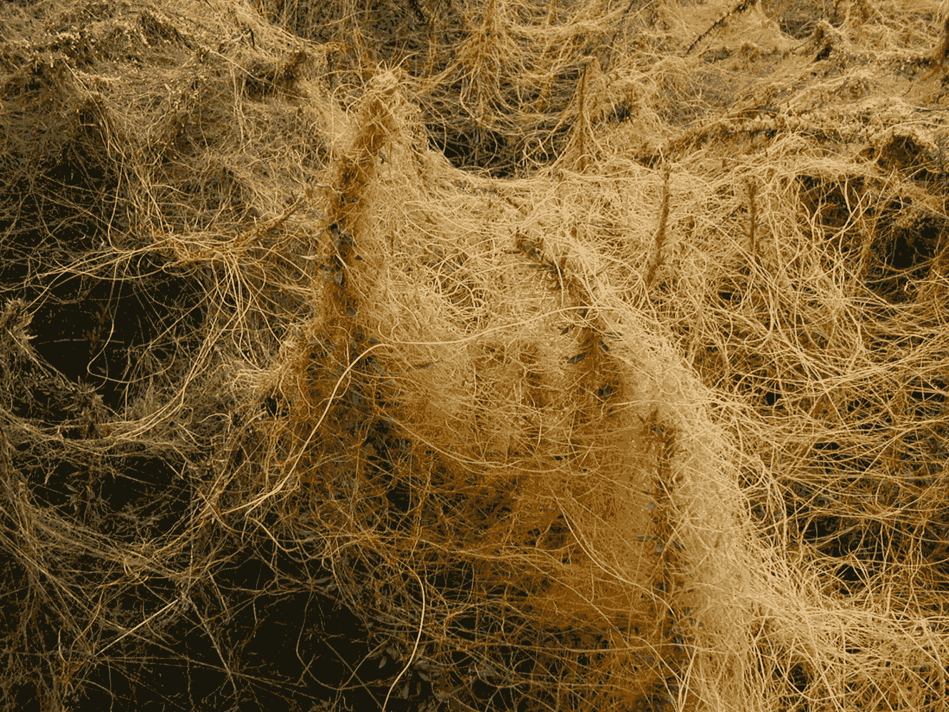 A close up of the roots of a plant