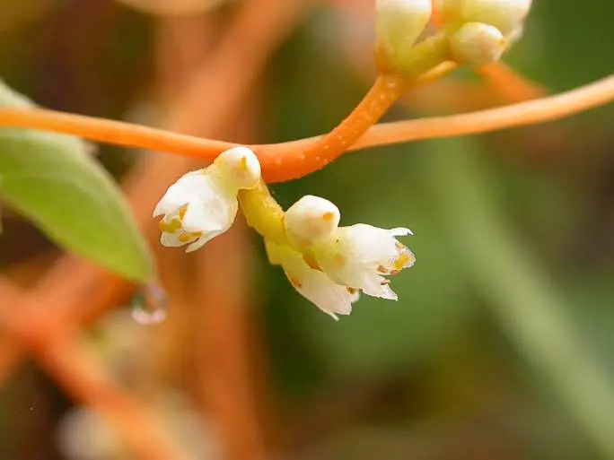 A close up of the flowers on a plant