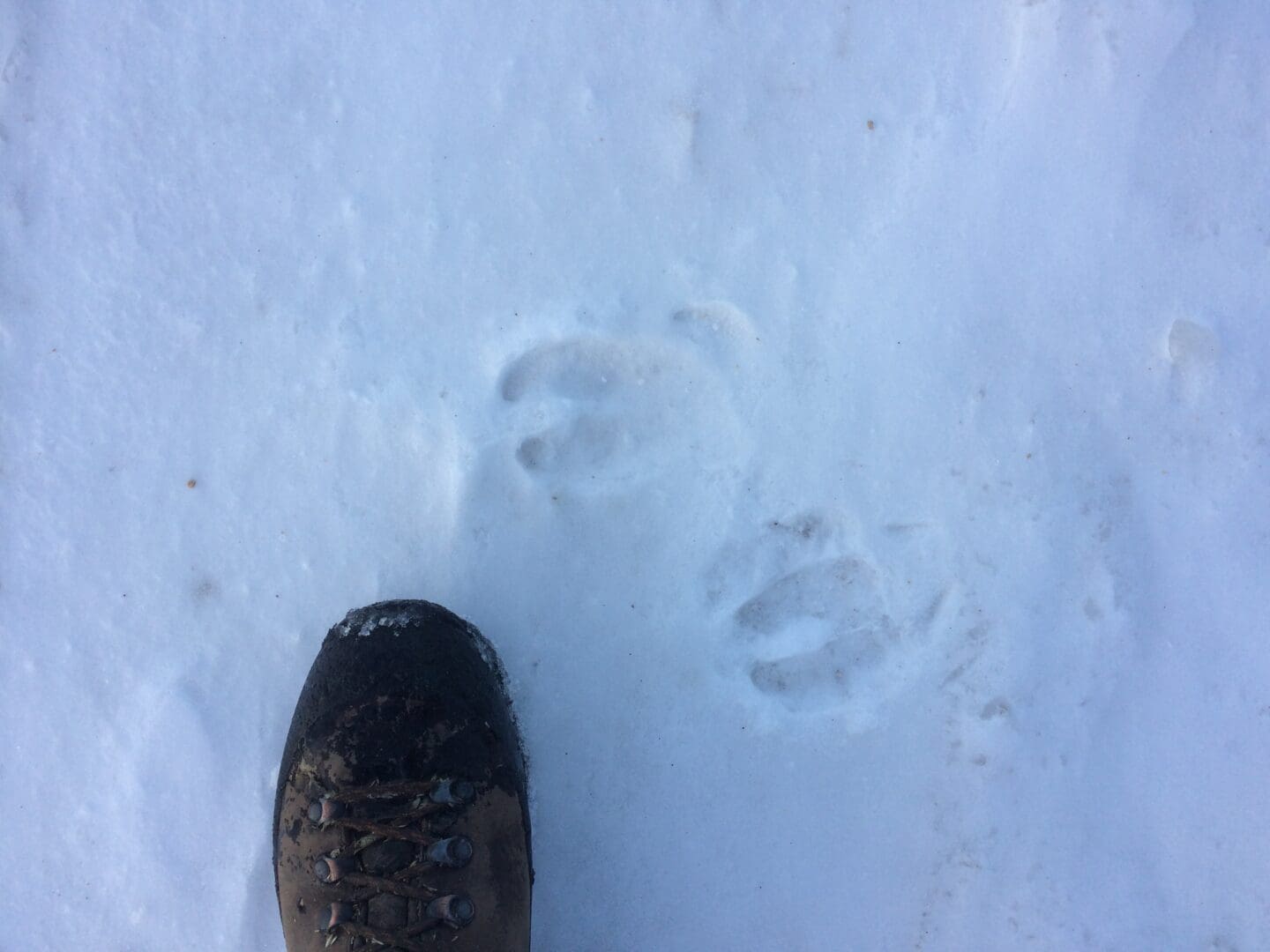 A boars prints in the snow