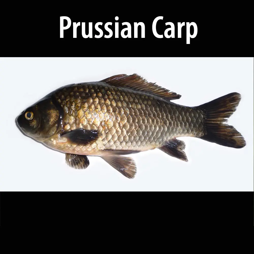 A picture of a fish with the words prussian carp underneath it.