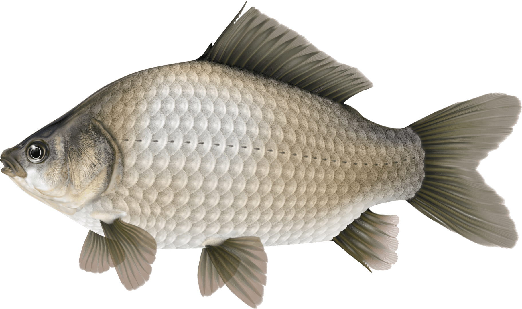 A fish is shown in this picture.