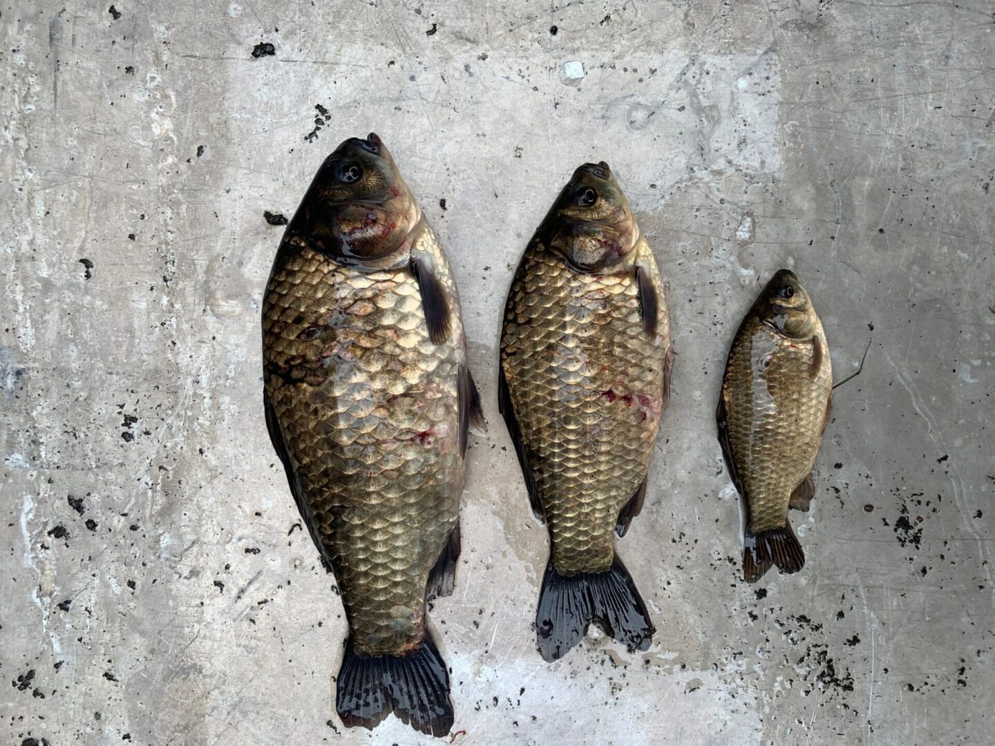 Three fish are sitting on the ground next to each other.