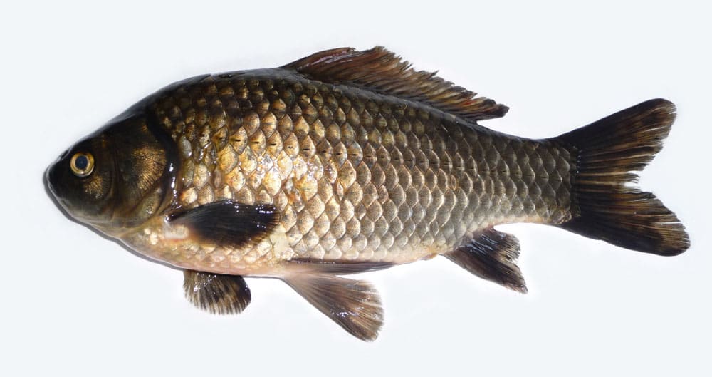 A fish is shown in the air with its mouth open.