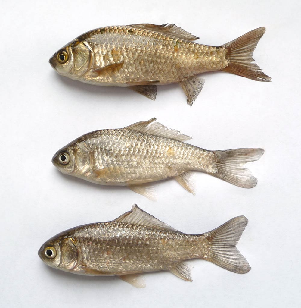 Three fish are sitting on a white surface.