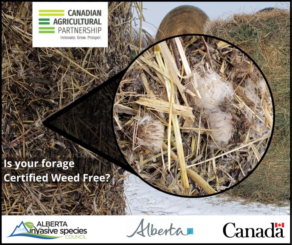 High-Quality-CAP-Standards-AISC-weed-free-forage-1024x858