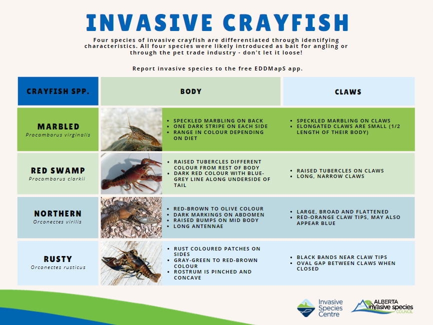 Crayfish infograph