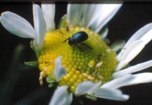 A bug sitting on top of a flower.