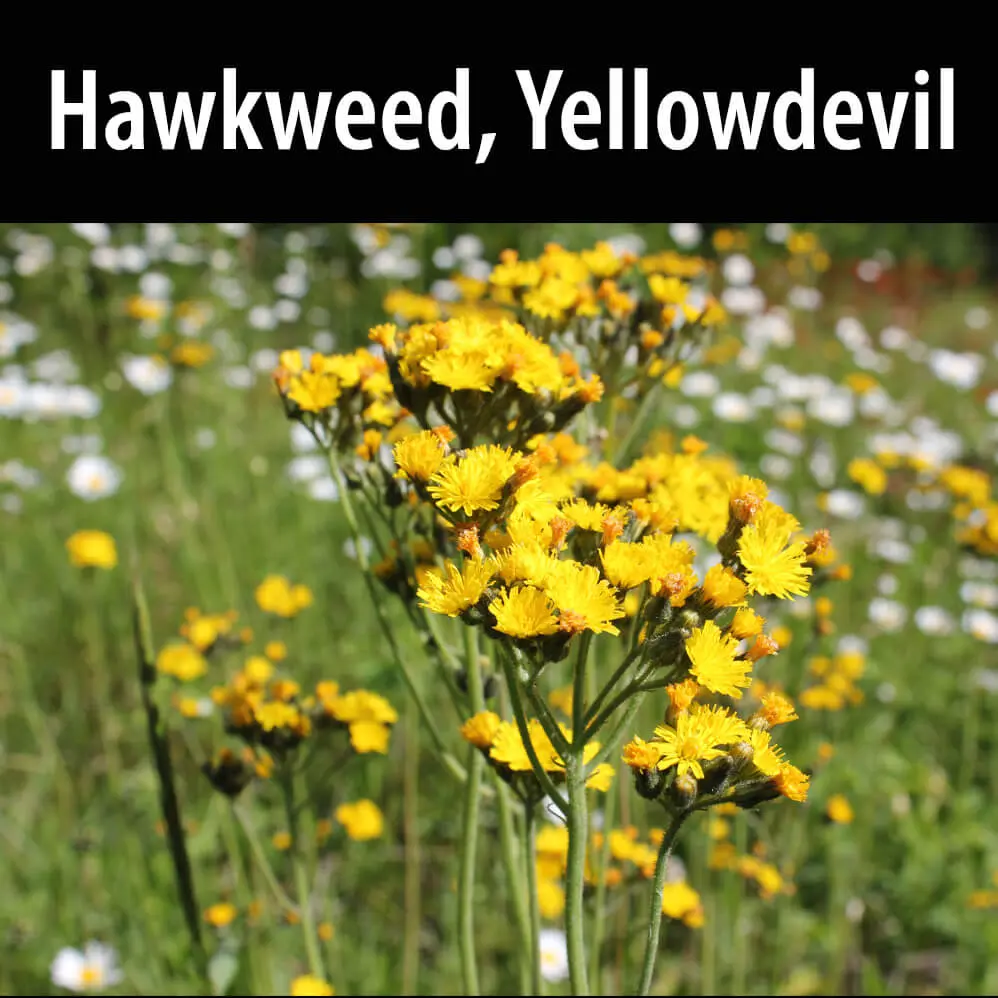 Hawkweed Yellowdevil Plants Template