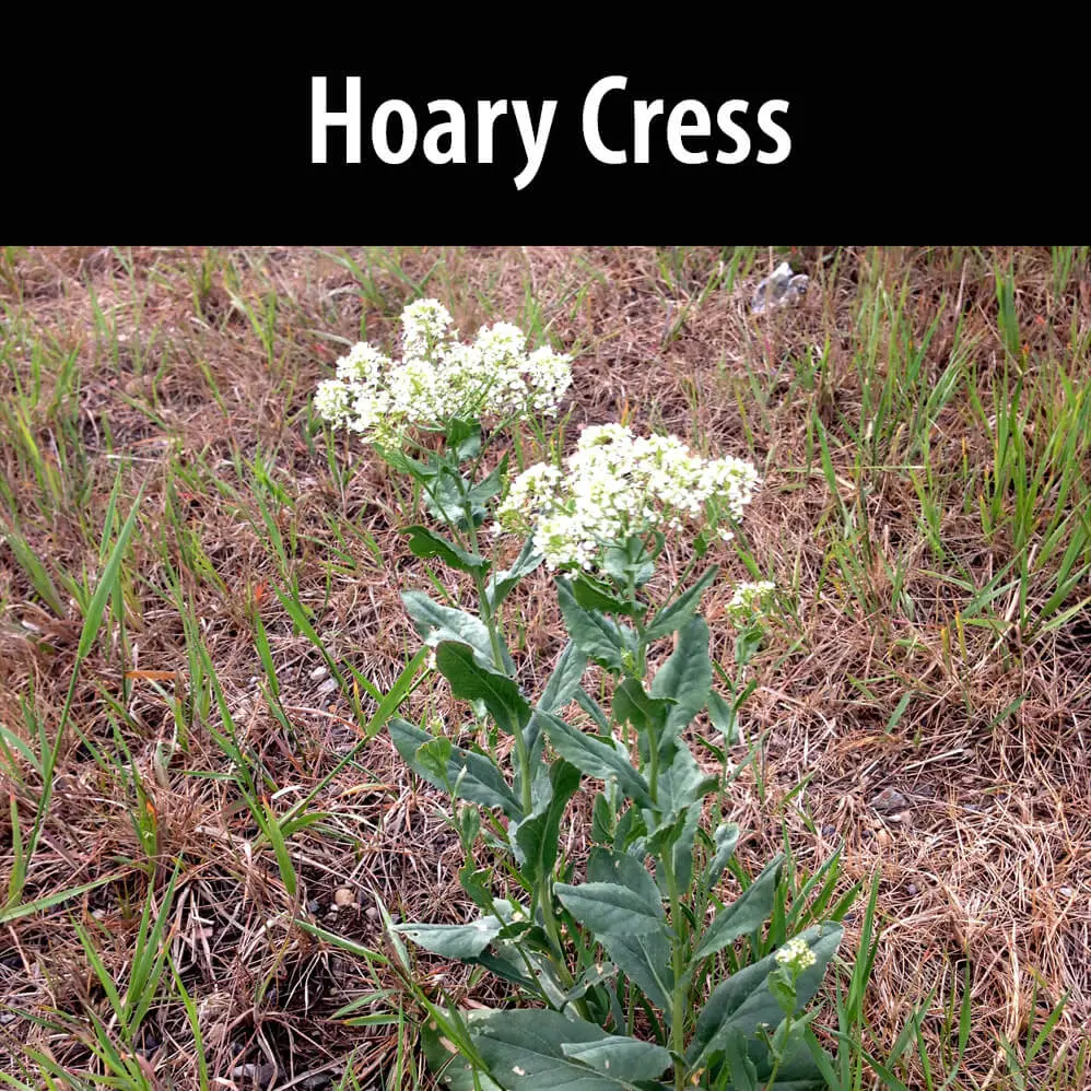 Hoary cress plants template for a website