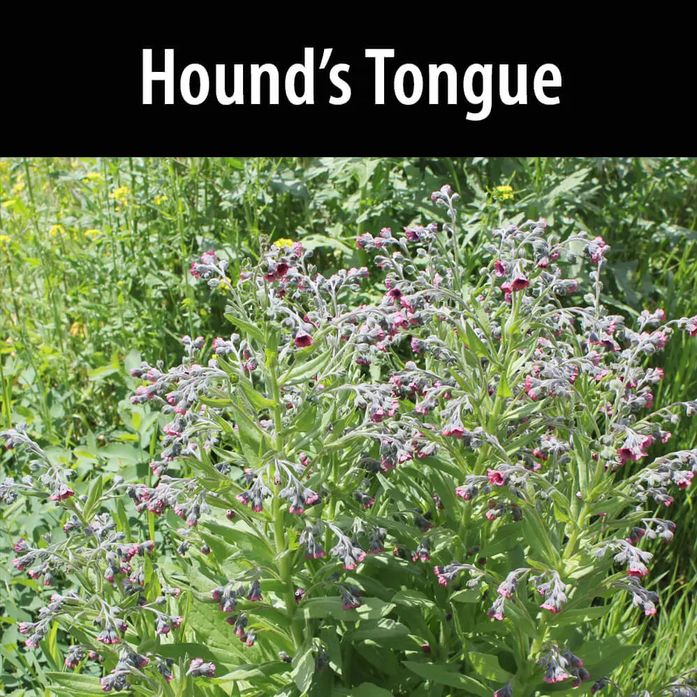 Hounds tongue template with a plant