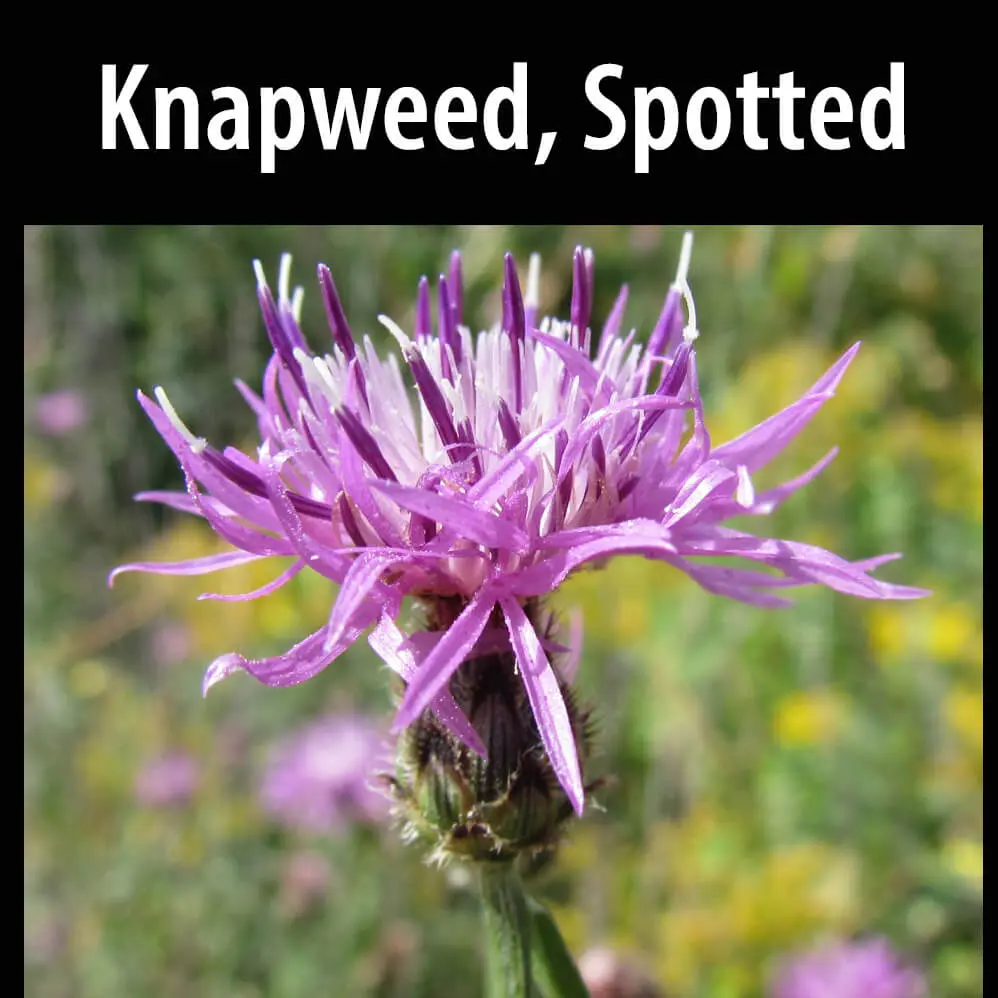 A close up of a flower with the text " knapweed, spotted ".