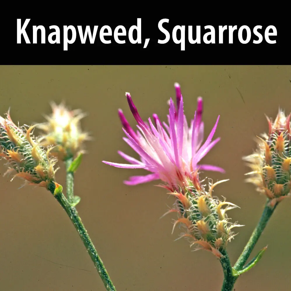 A close up of some flowers with the text " knapweed, squarrose ".