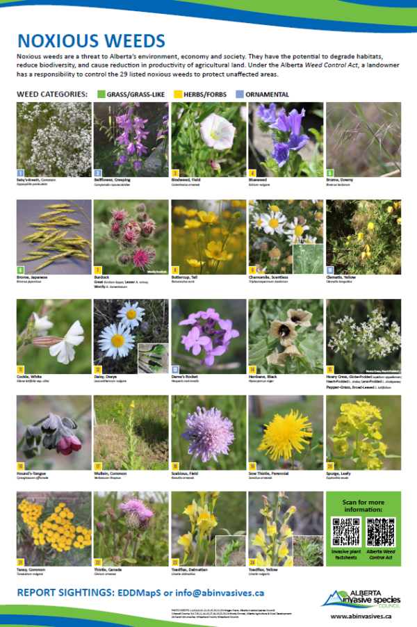 A series of pictures showing different types of flowers.