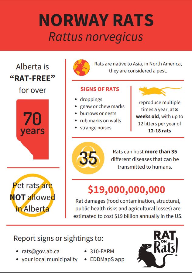 A picture of the infographic about rat-free cities.