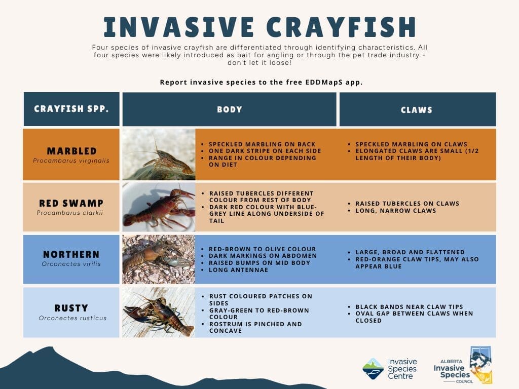 Crayfish-comparison