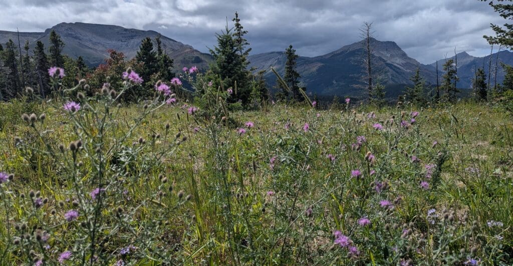 knapweed at waterton22