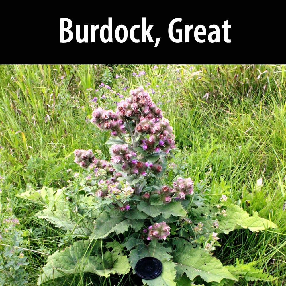 Burdock, Great